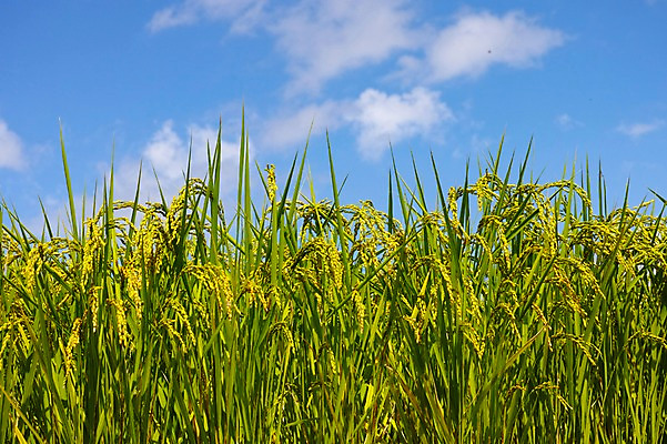 포토 JPG 주간 식물 구름 자연 하늘 곡류 풍경 사람없음 야외 농작물 벼 농촌 이삭 국내포토 자연요소 농업 시골 생태계 파일형식