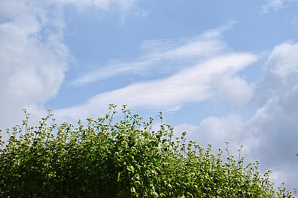포토 JPG 주간 식물 구름 꽃 여러송이 자연 하늘 풍경 사람없음 야외 맑음 국내포토 자연요소 다수 날씨 생태계 파일형식