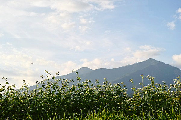 포토 JPG 주간 식물 구름 꽃 여러송이 자연 하늘 산 풍경 사람없음 야외 국내포토 자연요소 다수 생태계 파일형식