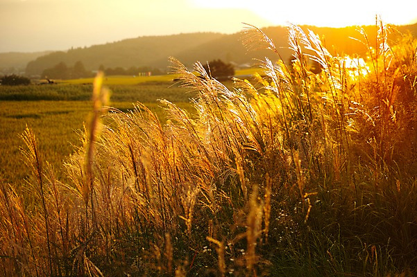포토 JPG 주간 식물 자연 산 갈대 풍경 사람없음 야외 아웃포커스 일몰 풀 억새 국내포토 자연요소 촬영기법 노을 생태계 파일형식