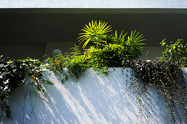 포토 JPG 주간 식물 건축물 사람없음 야외 담장 도시풍경 일본 도쿄 담쟁이덩굴 국내포토 자연요소 건축 아시아 풍경 도시 덩굴 파일형식