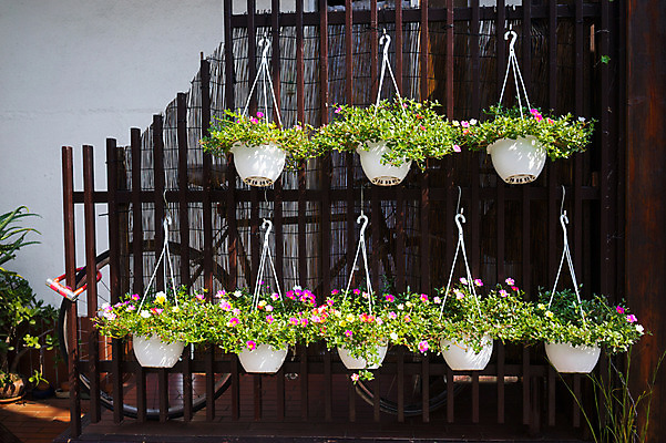 포토 JPG 주간 식물 꽃 화분 매달리기 거리풍경 사람없음 야외 장식 도시풍경 일본 도쿄 행잉플랜트 국내포토 자연요소 아시아 모션 거리 풍경 도시 파일형식