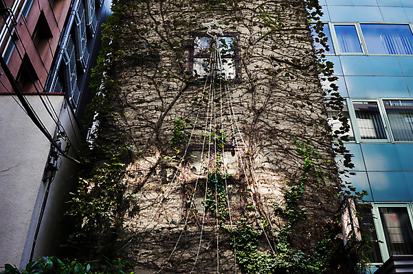 포토 JPG 주간 식물 해외풍경 건축물 벽 창문 외벽 풍경 빌딩 사람없음 야외 도시풍경 일본 도시 도쿄 담쟁이덩굴 시부야 국내포토 자연요소 해외 건축 아시아 건물 덩굴 파일형식
