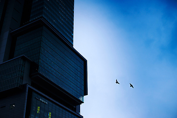 포토 JPG 주간 동물 해외풍경 건축물 현대건축 두마리 조류 하늘 풍경 빌딩 사람없음 야외 도시풍경 일본 고층빌딩 비행 도시 도쿄 시부야 국내포토 자연요소 해외 건축 아시아 2 건물 파일형식