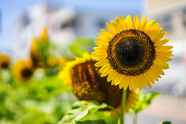 포토 JPG 주간 식물 꽃 컬러 자연 해바라기 사람없음 야외 아웃포커스 노란색 국내포토 자연요소 촬영기법 생태계 파일형식