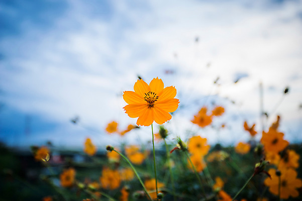 포토 JPG 주간 식물 구름 꽃 컬러 여러송이 자연 하늘 풍경 사람없음 야외 아웃포커스 주황색 국내포토 자연요소 다수 촬영기법 생태계 파일형식