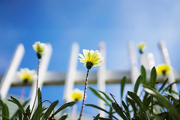 포토 JPG 주간 식물 꽃 로우앵글 컬러 여러송이 잎 자연 하늘 사람없음 야외 아웃포커스 울타리 노란색 국내포토 자연요소 뷰포인트 다수 촬영기법 담장 생태계 파일형식
