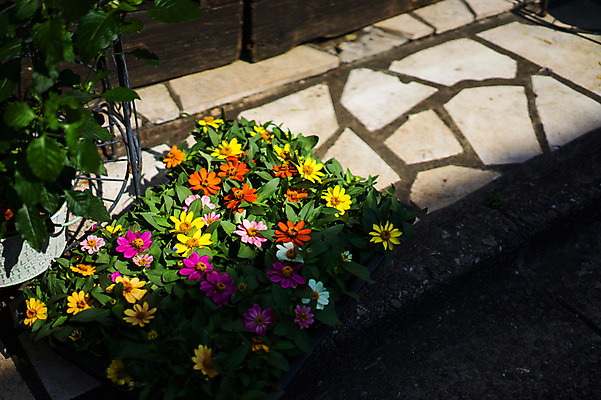 포토 JPG 주간 식물 꽃 화분 여러송이 자연 바닥 사람없음 야외 원예 화단 국내포토 자연요소 다수 취미 생태계 파일형식