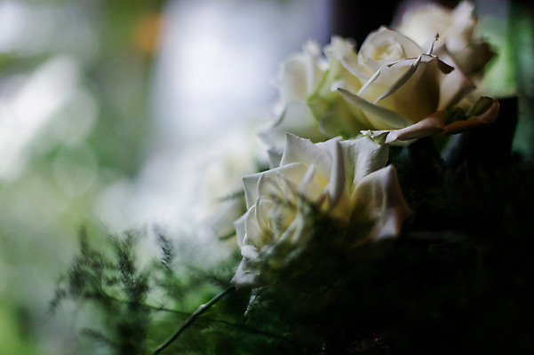 포토 JPG 식물 꽃 컬러 여러송이 자연 근접촬영 사람없음 아웃포커스 장미 흰색 국내포토 뷰포인트 다수 촬영기법 생태계 파일형식