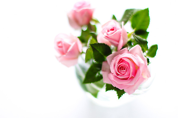 포토 JPG 식물 꽃 분홍색 컬러 여러송이 잎 자연 근접촬영 사람없음 아웃포커스 하이앵글 장미 꽃병 국내포토 뷰포인트 다수 촬영기법 생태계 파일형식