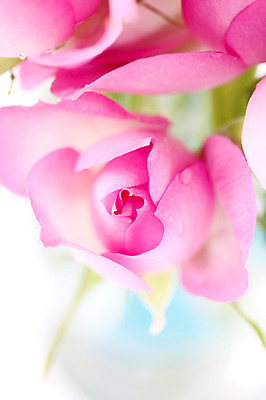 포토 JPG 식물 꽃 분홍색 컬러 자연 근접촬영 사람없음 아웃포커스 장미 물방울 국내포토 뷰포인트 촬영기법 생태계 파일형식