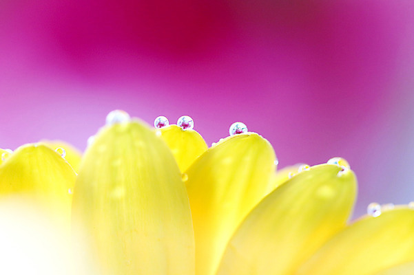 포토 JPG 식물 꽃잎 꽃 컬러 자연 근접촬영 사람없음 아웃포커스 노란색 젖음 촉촉함 물방울 이슬 국내포토 뷰포인트 촬영기법 생태계 파일형식