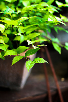포토 JPG 식물 화분 컬러 잎 자연 근접촬영 사람없음 아웃포커스 초록색 원예 국내포토 뷰포인트 촬영기법 취미 생태계 파일형식
