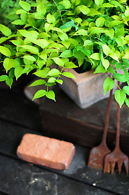포토 JPG 식물 화분 컬러 잎 자연 벽돌 사람없음 아웃포커스 초록색 농기구 원예 국내포토 농업 촬영기법 취미 생태계 파일형식