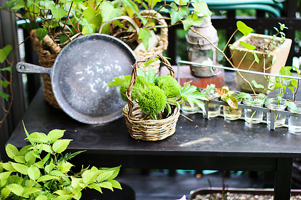 포토 JPG 식물 화분 자연 탁자 사람없음 아웃포커스 바구니 원예 국내포토 가구 촬영기법 취미 생태계 파일형식