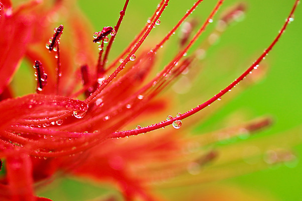 포토 JPG 식물 꽃 컬러 자연 근접촬영 사람없음 아웃포커스 빨간색 촉촉함 물방울 꽃술_꽃 이슬 국내포토 뷰포인트 촬영기법 젖음 생태계 파일형식