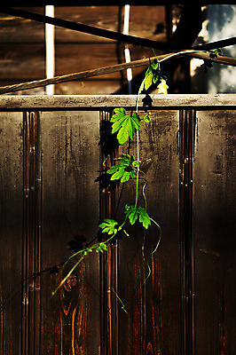 포토 JPG 주간 식물 건축물 사람없음 야외 문 담쟁이덩굴 대문 나무문 국내포토 자연요소 건축 목재 덩굴 파일형식