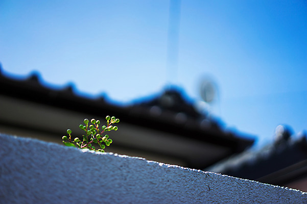 포토 JPG 주간 식물 건축물 지붕 사람없음 야외 아웃포커스 담장 잡초 국내포토 자연요소 건축 촬영기법 파일형식
