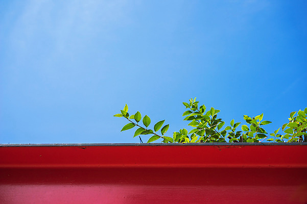 포토 JPG 주간 식물 구름 잎 하늘 나뭇잎 사람없음 야외 맑음 국내포토 자연요소 날씨 파일형식