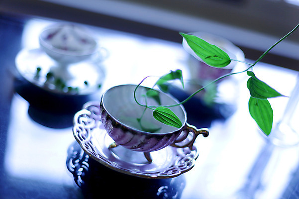 포토 JPG 식물 잎 탁자 나뭇잎 사람없음 아웃포커스 컵 커피잔 찻잔 컵받침 오브젝트 국내포토 식기 커피 가구 잔 촬영기법 받침대 파일형식