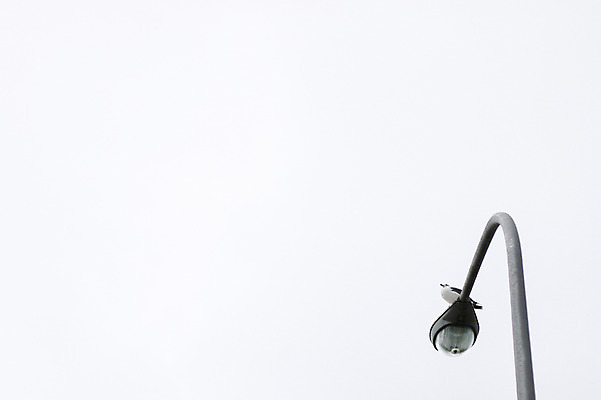 포토 JPG 주간 동물 한마리 시설물 가로등 갈매기 조류 하늘 조명 앉기 사람없음 야외 국내포토 자연요소 1 건축물 공공시설 모션 파일형식