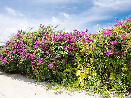 포토 JPG 주간 식물 구름 꽃 자연 하늘 풍경 사람없음 야외 숲 국내포토 자연요소 생태계 파일형식