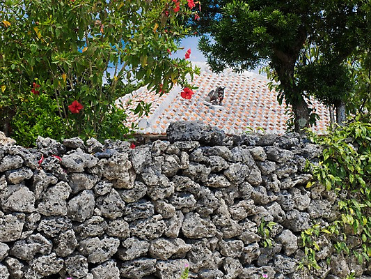 포토 JPG 주간 나무 식물 꽃 지붕 주택 돌담 풍경 사람없음 야외 담장 돌_바위 국내포토 자연요소 건물 파일형식