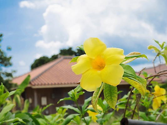 포토 JPG 주간 식물 구름 꽃 컬러 한송이 자연 하늘 주택 풍경 근접촬영 사람없음 야외 건물 아웃포커스 노란색 국내포토 자연요소 1 건축물 뷰포인트 촬영기법 생태계 송이 파일형식