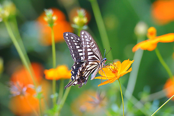 포토 JPG 주간 식물 동물 한마리 꽃 나비 곤충 자연 근접촬영 사람없음 야외 아웃포커스 국내포토 자연요소 1 뷰포인트 촬영기법 생태계 파일형식