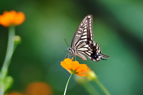포토 JPG 주간 식물 동물 한마리 꽃 나비 곤충 자연 근접촬영 사람없음 야외 아웃포커스 국내포토 자연요소 1 뷰포인트 촬영기법 생태계 파일형식