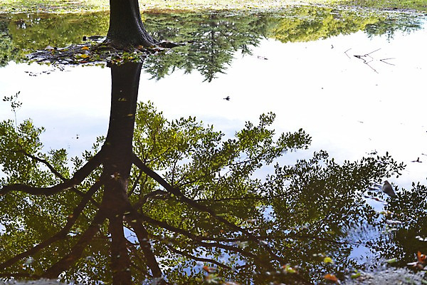 포토 JPG 주간 나무 식물 호수 자연 물그림자 그림자 풍경 사람없음 야외 물 반사 국내포토 자연요소 생태계 파일형식