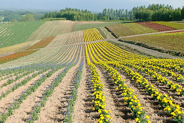 포토 JPG 주간 나무 식물 꽃 꽃밭 자연 풍경 초원 사람없음 야외 원예 국내포토 자연요소 취미 생태계 파일형식