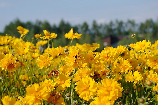 포토 JPG 주간 식물 꽃 컬러 여러송이 꽃밭 자연 풍경 사람없음 야외 아웃포커스 노란색 국내포토 자연요소 다수 촬영기법 생태계 파일형식