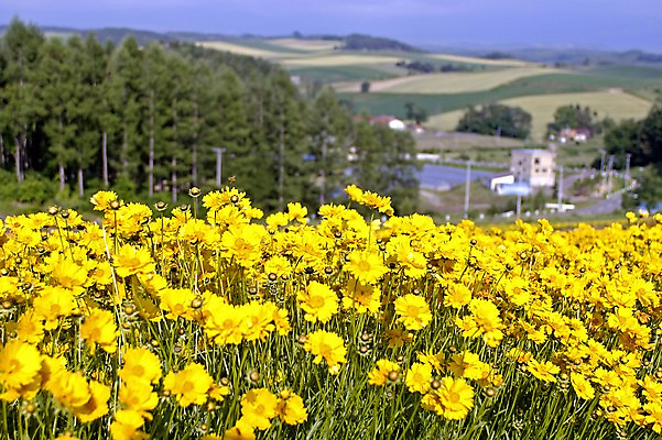 포토 JPG 주간 나무 식물 꽃 컬러 여러송이 꽃밭 자연 풍경 사람없음 야외 아웃포커스 노란색 마을 국내포토 자연요소 다수 촬영기법 생태계 파일형식
