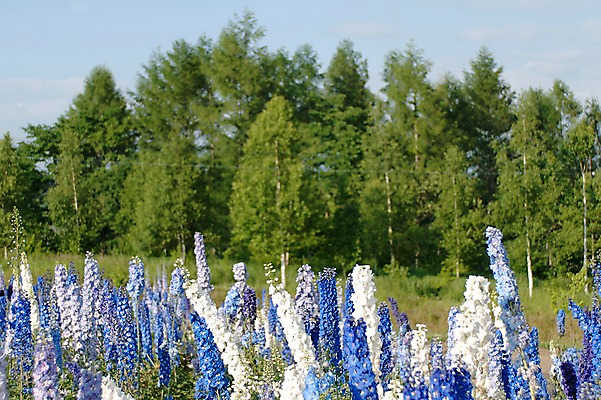 포토 JPG 주간 나무 식물 꽃 여러송이 자연 풍경 사람없음 야외 아웃포커스 국내포토 자연요소 다수 촬영기법 생태계 파일형식