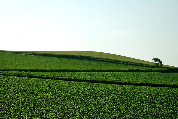 포토 JPG 주간 나무 식물 컬러 자연 하늘 풍경 초원 사람없음 야외 초록색 국내포토 자연요소 생태계 파일형식