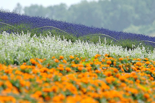 포토 JPG 주간 식물 꽃 여러송이 꽃밭 자연 풍경 사람없음 야외 아웃포커스 원예 국내포토 자연요소 다수 촬영기법 취미 생태계 파일형식