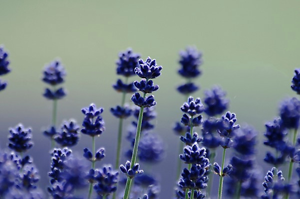 포토 JPG 주간 식물 꽃 컬러 여러송이 자연 풍경 근접촬영 사람없음 야외 아웃포커스 파란색 국내포토 자연요소 뷰포인트 다수 촬영기법 생태계 파일형식