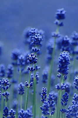 포토 JPG 주간 식물 꽃 컬러 여러송이 자연 풍경 근접촬영 사람없음 야외 아웃포커스 파란색 국내포토 자연요소 뷰포인트 다수 촬영기법 생태계 파일형식