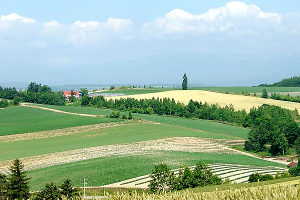 포토 JPG 주간 나무 식물 구름 자연 하늘 논 풍경 초원 사람없음 야외 농경지 농촌 국내포토 자연요소 농업 농장 시골 생태계 파일형식