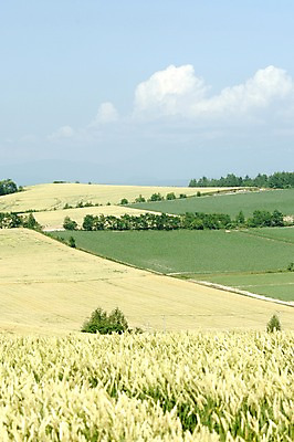 포토 JPG 주간 구름 자연 하늘 풍경 초원 사람없음 야외 농경지 농촌 국내포토 자연요소 농장 시골 생태계 파일형식