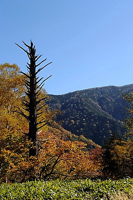 포토 JPG 주간 나무 식물 자연 하늘 산 풍경 사람없음 야외 고목 국내포토 자연요소 생태계 파일형식