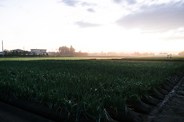 포토 JPG 주간 구름 자연 하늘 주택 논 풍경 초원 사람없음 야외 농경지 일몰 농촌 국내포토 자연요소 농업 건물 농장 노을 시골 생태계 파일형식