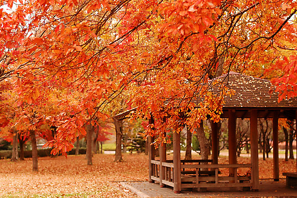 포토 JPG 주간 나무 식물 계절 공원 단풍 낙엽 자연 풍경 사람없음 야외 가을풍경 가을 숲 정자 국내포토 자연요소 건축물 공공시설 잎 생태계 파일형식 가을_계절