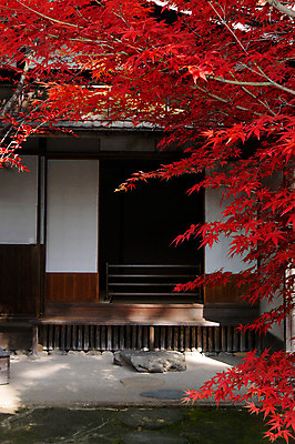 포토 JPG 주간 식물 해외풍경 건축물 계절 단풍 고건축 일본문화 자연 단풍나무 주택 풍경 사람없음 야외 문 가을풍경 정원 일본 가을 일본전통 국내포토 자연요소 나무 동양문화 전통 해외 건축 아시아 외국문화 잎 건물 생태계 파일형식 가을_계절