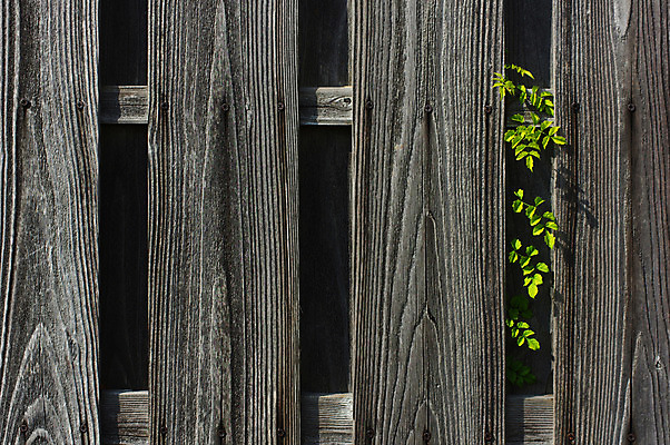 포토 JPG 나무 식물 벽 백그라운드 나뭇잎 사람없음 목재 울타리 담장 틈 국내포토 잎 재료 파일형식