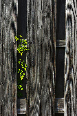 포토 JPG 나무 식물 벽 백그라운드 나뭇잎 사람없음 목재 울타리 담장 틈 국내포토 잎 재료 파일형식