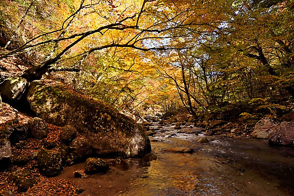 포토 JPG 주간 나무 식물 계절 단풍 자연 풍경 사람없음 야외 물 가을풍경 계곡 가을 돌_바위 바위 숲 국내포토 자연요소 잎 생태계 파일형식 가을_계절