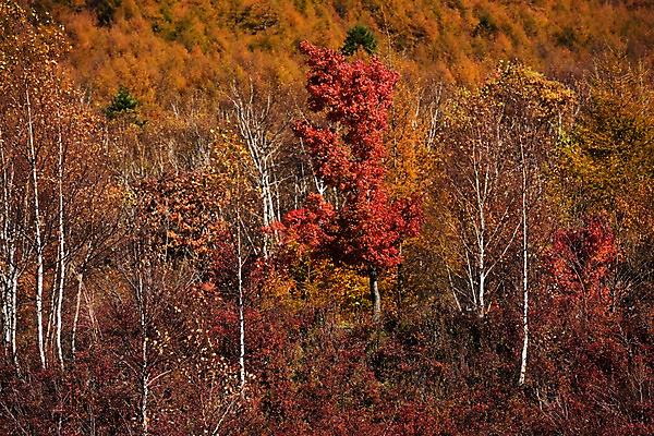 포토 JPG 주간 나무 식물 계절 단풍 자연 풍경 사람없음 야외 가을풍경 가을 숲 국내포토 자연요소 잎 생태계 파일형식 가을_계절