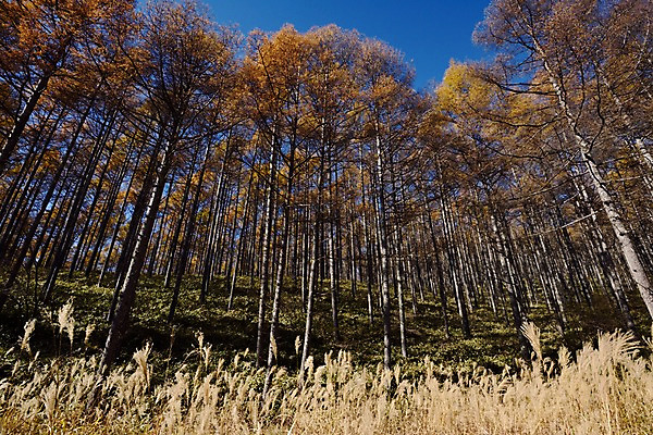 포토 JPG 주간 나무 식물 계절 단풍 자연 갈대 풍경 사람없음 야외 가을풍경 가을 숲 억새 국내포토 자연요소 잎 생태계 파일형식 가을_계절